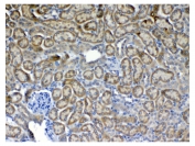 IHC testing of FFPE mouse kidney tissue with Flt3 antibody at 1ug/ml. Required HIER: steam section in pH6 citrate buffer for 20 min and allow to cool prior to testing.