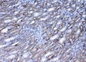 IHC testing of FFPE rat kidney tissue with Flt3 antibody at 1ug/ml. Required HIER: steam section in pH6 citrate buffer for 20 min and allow to cool prior to testing.
