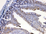 IHC testing of FFPE rat small intestine tissue with Flt3 antibody at 1ug/ml. Required HIER: steam section in pH6 citrate buffer for 20 min and allow to cool prior to testing.