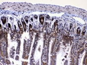 IHC testing of FFPE mouse small intestine tissue with RAN antibody at 1ug/ml. Required HIER: steam section in pH6 citrate buffer for 20 min and allow to cool prior to testing.