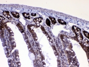 IHC testing of FFPE rat small intestine tissue with RAN antibody at 1ug/ml. Required HIER: steam section in pH6 citrate buffer for 20 min and allow to cool prior to testing.