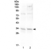 Western blot testing of 1) rat heart and 2) mouse heart lysate with UCP1 antibody at 0.5ug/ml. Predicted molecular weight ~33 kDa.