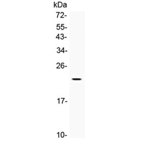 Western blot testing of recombinant human partial protein with BMP4 antibody at 0.5ug/ml.