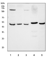 Western blot testing of recombinant human partial protein with BMP4 antibody at 0.5ug/ml.