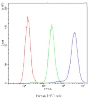 Flow cytometry testing of human THP-1 cells with NFAT2 antibody at 1ug/10^6 cells (blocked with goat sera); Red=cells alone, Green=isotype control, Blue=NFAT2 antibody.