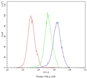 Flow cytometry testing of human HeLa cells with NFAT2 antibody at 1ug/million cells (blocked with goat sera); Red=cells alone, Green=isotype control, Blue=NFAT2 antibody.