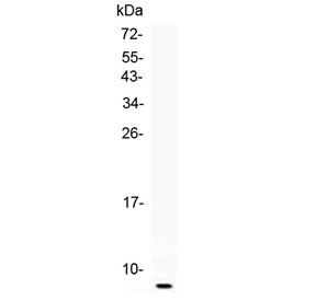 Western blot testing of recombinant rat partial protein with Egf antibody at 0.5ug/ml.