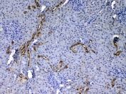 IHC testing of FFPE rat kidney tissue with Egf antibody at 1ug/ml. Required HIER: steam section in pH6 citrate buffer for 20 min and allow to cool prior to testing.