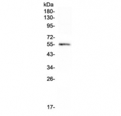 Western blot testing of human HeLa cell lysate with Cdc20 antibody at 0.5ug/ml. Predicted molecular weight ~55 kDa.