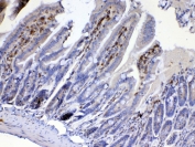 IHC testing of FFPE mouse small intestine tissue with Cdc20 antibody at 1ug/ml. Required HIER: steam section in pH6 citrate buffer for 20 min and allow to cool prior to testing.