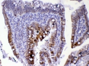 IHC testing of FFPE rat small intestine tissue with Cdc20 antibody at 1ug/ml. Required HIER: steam section in pH6 citrate buffer for 20 min and allow to cool prior to testing.