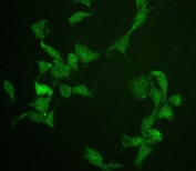 Immunofluorescent staining of FFPE mouse NIH3T3 cells with Cdc20 antibody (green) at 2ug/ml. HIER: steam section in pH6 citrate buffer for 20 min.