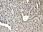 IHC testing of FFPE mouse liver tissue with GST pi antibody at 1ug/ml. Required HIER: steam section in pH6 citrate buffer for 20 min and allow to cool prior to testing.