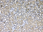 IHC testing of FFPE mouse kidney tissue with GST pi antibody at 1ug/ml. Required HIER: steam section in pH6 citrate buffer for 20 min and allow to cool prior to testing.