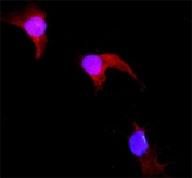 Immunofluorescent staining of FFPE NRK cells (normal rat kidney epithelial cells) with GSTP1 antibody (red) and DAPI nuclear stain (blue). HIER: steam section in pH6 citrate buffer for 20 min.