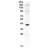 Western blot testing of rat heart lysate with IGFBP3 antibody at 0.5ug/ml. Expected molecular weight: ~31/40-44 kDa (unmodified/glycosylated).