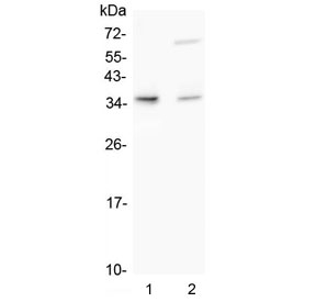 Western blot testing of human 1) HL-60 and 2) ThP1 cell lysate with TRAIL antibody. Predicted molecular weight: ~34 kDa.