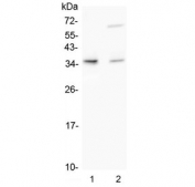 Western blot testing of human 1) HL-60 and 2) ThP1 cell lysate with TRAIL antibody. Predicted molecular weight: ~34 kDa.