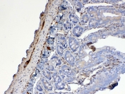 IHC testing of FFPE rat small intestine tissue with Galectin 1 antibody at 1ug/ml. Required HIER: steam section in pH6 citrate buffer for 20 min and allow to cool prior to testing.