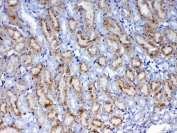 IHC testing of FFPE mouse kidney tissue with Galectin 1 antibody at 1ug/ml. Required HIER: steam section in pH6 citrate buffer for 20 min and allow to cool prior to testing.
