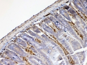 IHC testing of FFPE mouse small intestine tissue with Galectin 1 antibody at 1ug/ml. Required HIER: steam section in pH6 citrate buffer for 20 min and allow to cool prior to testing.