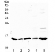 Western blot testing of 1) rat stomach, 2) rat ovary, 3) rat testis, 4) mouse kidney and 5) human HeLa lysate with Galectin 1 antibody at 0.5ug/ml. Predicted molecular weight ~15 kDa.