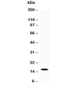 Western blot testing of recombinant rat protein with Leptin antibody at 0.5ug/ml. Predicted molecular weight ~16 kDa.