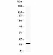 Western blot testing of recombinant rat protein with Leptin antibody at 0.5ug/ml. Predicted molecular weight ~16 kDa.