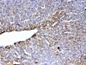 IHC testing of FFPE mouse liver tissue with PON1 antibody at 1ug/ml. Required HIER: steam section in pH6 citrate buffer for 20 min and allow to cool prior to testing.