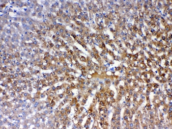 IHC testing of FFPE rat liver tissue with PON1 antibody at 1ug/ml. Required HIER: steam section in pH6 citrate buffer for 20 min and allow to cool prior to testing.