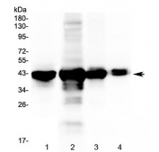 Western blot testing of 1) rat liver, 2) mouse liver, 3) mouse lung and 4) mouse testis tissue lysate with PON1 antibody at 0.5ug/ml. Predicted molecular weight: ~40 kDa.