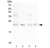 Western blot testing of 1) human HeLa, 2) rat ovary, 3) rat lung and 4) mouse ovary lysate with TIMP1 antibody at 0.5ug/ml. Expected molecular weight: 23-28 kDa depending on the level of glycosylation.