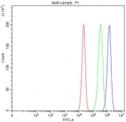 Flow cytometry testing of fixed and permeabilized human A549 cells with PTP1B antibody at 1ug/million cells (blocked with goat sera); Red=cells alone, Green=isotype control, Blue= PTP1B antibody.