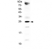 Western blot testing of human HeLa cell lysate with SRY antibody at 0.5ug/ml. Predicted molecular weight ~24 kDa.