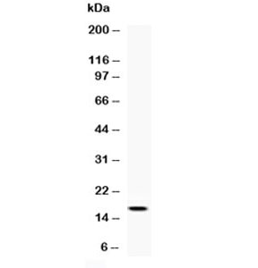 Western blot testing of recombinant mouse protein with Il1ra antibody at 0.5ug/ml.~