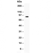 Western blot testing of recombinant human protein with CD62L antibody at 0.5ug/ml. Expected molecular weight: 42~95 kDa depending on level of glycosylation.