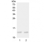 Western blot testing of 1) rat testis and 2) mouse testis tissue lysate with Ccl20 antibody at 0.5ug/ml. Predicted molecular weight ~11 kDa.