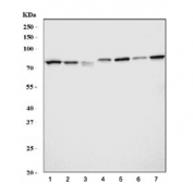 Western blot testing of 1) human HeLa, 2) human HepG2, 3) human HT1080, 4) rat liver and 5) rat C6, 6) mouse liver and 7) mouse NIH 3T3 cell lysate with DDX3 antibody at 0.5ug/ml. Predicted molecular weight ~73 kDa.