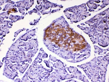 IHC testing of FFPE rat pancreas tissue with DJ-1 antibody at 1ug/ml. Required HIER: steam section in pH6 citrate buffer for 20 min and allow to cool prior to testing.