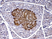 IHC testing of FFPE rat pancreas tissue with Park7 antibody at 1ug/ml. Required HIER: steam section in pH6 citrate buffer for 20 min and allow to cool prior to testing.