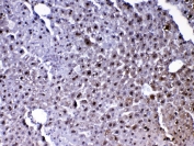 IHC testing of FFPE mouse liver tissue with Park7 antibody at 1ug/ml. Required HIER: steam section in pH6 citrate buffer for 20 min and allow to cool prior to testing.