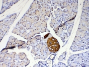 IHC testing of FFPE mouse pancreas tissue with Park7 antibody at 1ug/ml. Required HIER: steam section in pH6 citrate buffer for 20 min and allow to cool prior to testing.