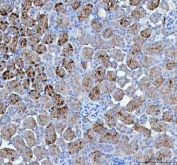 IHC staining of FFPE rat kidney tissue with PAH antibody. HIER: boil tissue sections in pH8 EDTA for 20 min and allow to cool before testing.