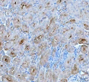 IHC staining of FFPE mouse kidney tissue with PAH antibody. HIER: boil tissue sections in pH8 EDTA for 20 min and allow to cool before testing.