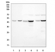 Western blot testing of 1) human HepG2, 2) human Caco-2, 3) rat kidney, 4) rat liver, 5) mouse kidney and 6) mouse liver tissue lysate with PAH antibody. Predicted molecular weight ~52 kDa.