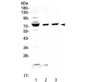 Western blot testing of 1) human HepG2, 2) human K562 and 3) mouse NIH3T3 cell lysate with FUS antibody at 0.5ug/ml. Predicted molecular weight ~53 kDa but routinely observed at ~75 kDa.