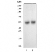 Western blot testing of human 1) HCCT and 2) HCCP cell lysate with NR1H4 antibody at 0.5ug/ml. Predicted molecular weight ~54 kDa.