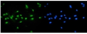 IF/ICC staining of FFPE human A549 cells with NR1H4 antibody (green) at 2ug/ml and DAPI nuclear stain (blue). HIER: steam section in pH6 citrate buffer for 20 min.
