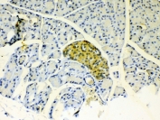IHC testing of FFPE mouse pancreas tissue with IGFBP1 antibody at 1ug/ml. Required HIER: steam section in pH6 citrate buffer for 20 min and allow to cool prior to testing.