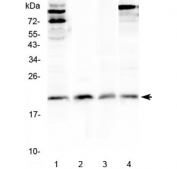 Western blot testing of 1) human HeLa, 2) human placenta, 3) rat thymus and 4) mouse thymus lysate with IL-22 antibody at 0.5ug/ml. Observed molecular weight: 19~25 kDa depending on glycosylation level.
